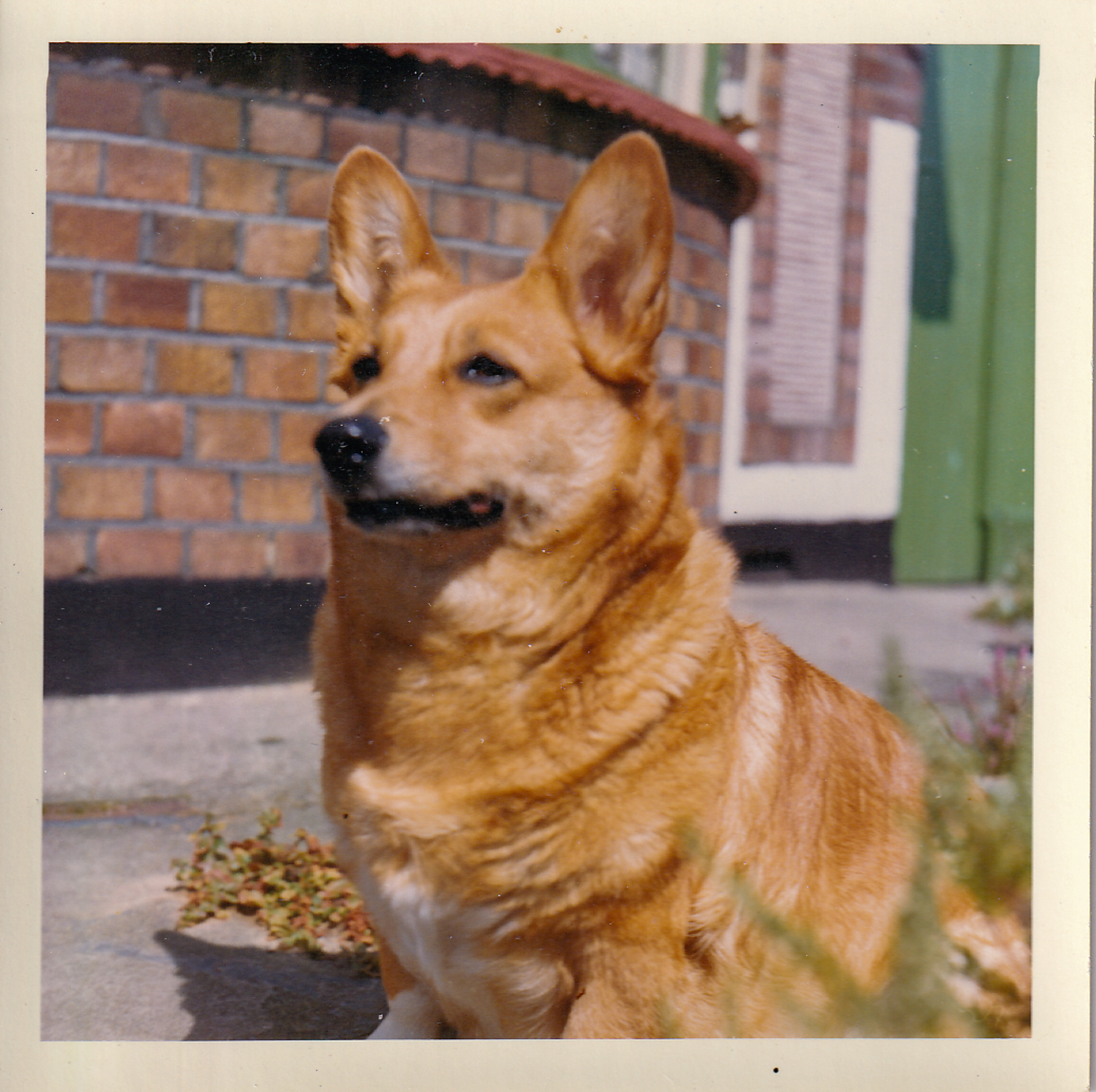 Corgi in garden